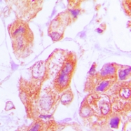 CPA2683-100ul - DNAJB11