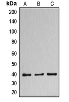 CPA2683-100ul - DNAJB11