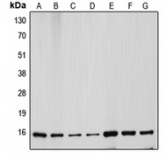 CPA2689-100ul - Cytochrome c