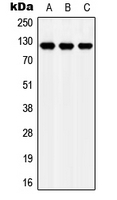 CPA2717-100ul - APOER2 / LRP8