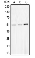 CPA2731-100ul - CHRNA10
