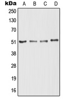 CPA2768-100ul - Nogo 66 receptor
