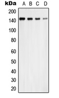 CPA2812-100ul - USP42