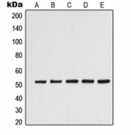 CPA2839-100ul - Alpha-tubulin 3C/D/E