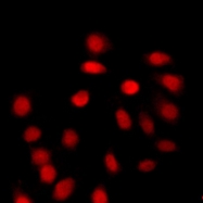 CPA2848-100ul - Histone H4