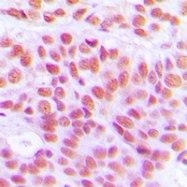 CPA2848-100ul - Histone H4