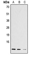 CPA2848-100ul - Histone H4
