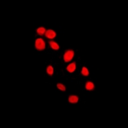CPA2849-100ul - Histone H4