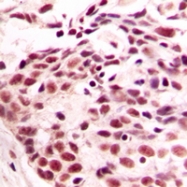 CPA2849-100ul - Histone H4