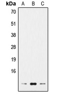 CPA2849-100ul - Histone H4