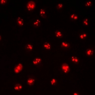 CPA2851-100ul - CDYL2