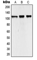 CPA2863-100ul - NCOA7
