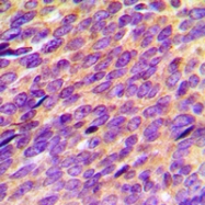 CPA2894-100ul - ORAOV1