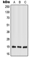 CPA2899-100ul - Interleukin-28A / IL28A