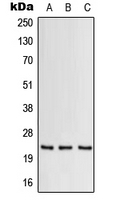 CPA2949-100ul - GM-CSF