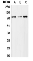 CPA2953-100ul - DYNC1I2