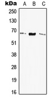 CPA2954-100ul - Elastin