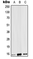 CPA2973-100ul - Interleukin-9 / IL9