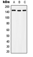 CPA2979-100ul - HGF receptor