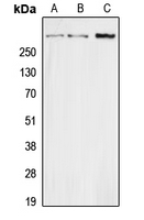 CPA3009-100ul - Secretin (SCT)