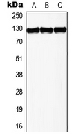 CPA3022-100ul - TERT
