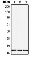 CPA3023-100ul - TGF-alpha (TGFA)