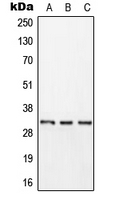 CPA3043-100ul - KLK11 / Kallikrein-11