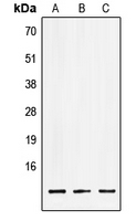 CPA3077-100ul - LSM2