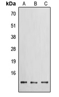 CPA3084-100ul - PROK1