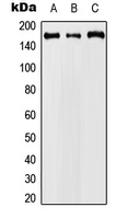 CPA3087-100ul - Cyclin B3