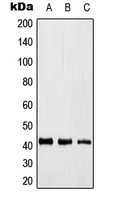 CPA3092-100ul - ZNF393