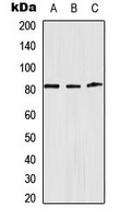 CPA3111-100ul - Alpha-Adducin / ADD1