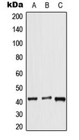 CPA3120-100ul - Apelin Receptor