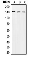 CPA3131-100ul - Amyloid beta A4 protein / APP