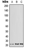 CPA3138-100ul - ATF3