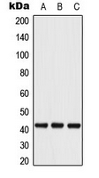 CPA3139-100ul - ATF4