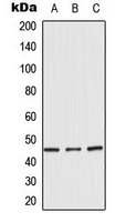 CPA3147-100ul - BMP8B