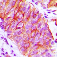 CPA3151-100ul - CD147