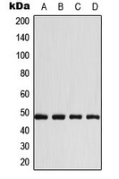 CPA3151-100ul - CD147