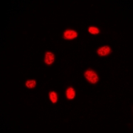 CPA3166-100ul - CDC25C