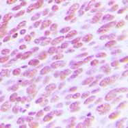 CPA3166-100ul - CDC25C