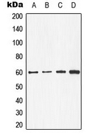 CPA3166-100ul - CDC25C