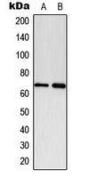 CPA3307-100ul - Paxillin / PXN