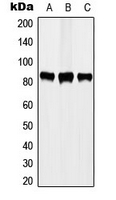 CPA3323-100ul - STAT3