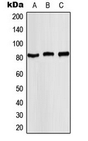 CPA3324-100ul - STAT4