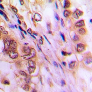 CPA3328-100ul - Aurora kinase A