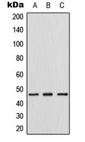 CPA3334-100ul - TDG