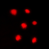 CPA3343-100ul - Histone H4