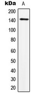 CPA3349-100ul - TRPS1