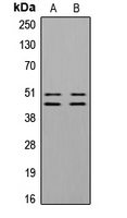 CPA3352-100ul - VASP